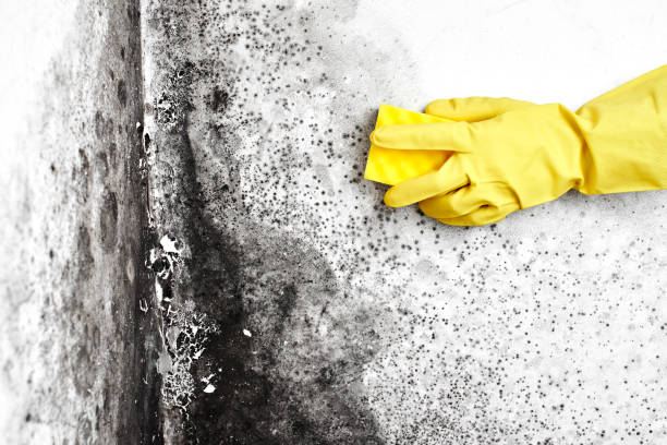 Best Mold Damage Repair  in Beach Haven, NJ