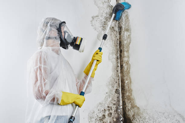 Best Commercial Mold Removal  in Beach Haven, NJ