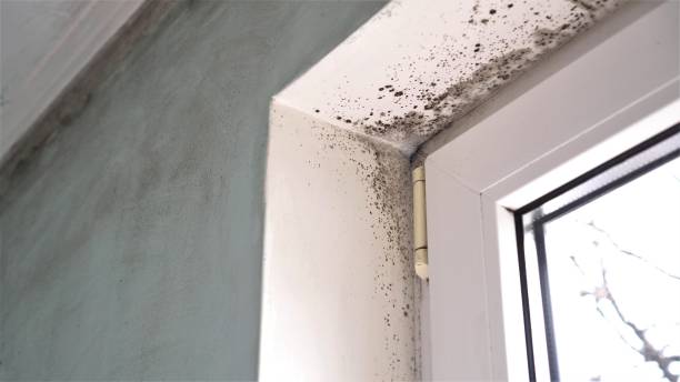 Best Mold Removal Process  in Beach Haven, NJ