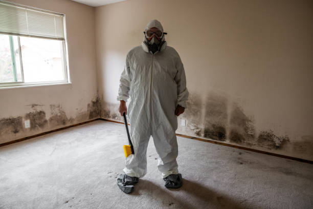 Mold Testing and Removal in Beach Haven, NJ