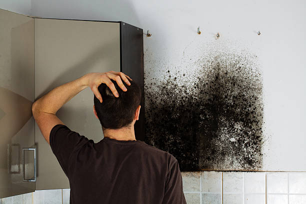 Best Mold Removal Specialists  in Beach Haven, NJ