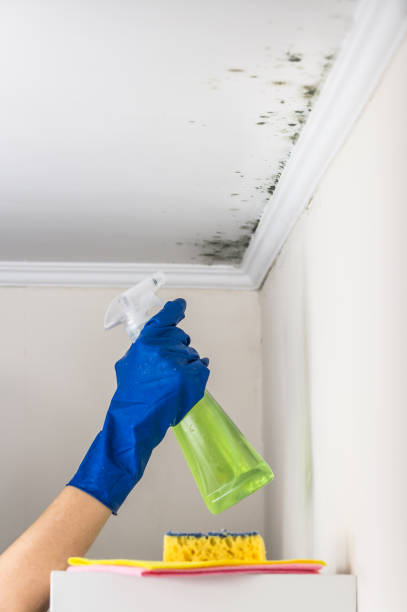 Certified Mold Removal in Beach Haven, NJ