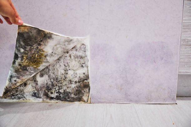 Best Emergency Mold Removal  in Beach Haven, NJ